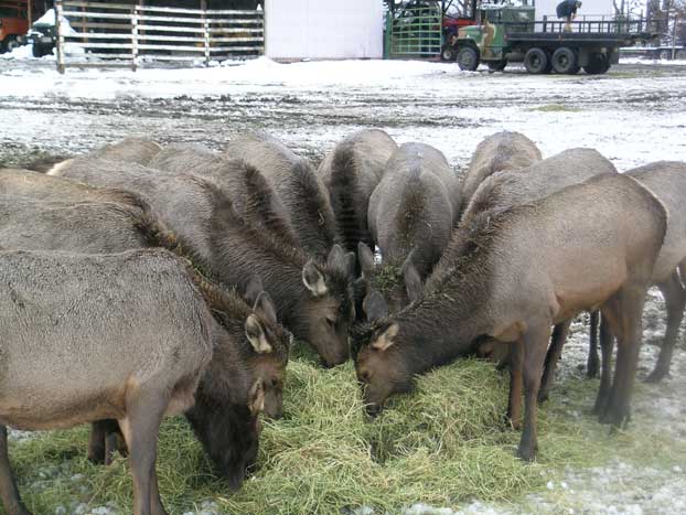 Elk Feeding at Oak Creek Feeding Station