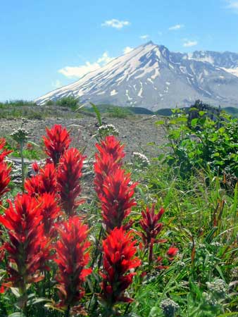 Windy Ridge - Mount St Helens and Indian paintbrush