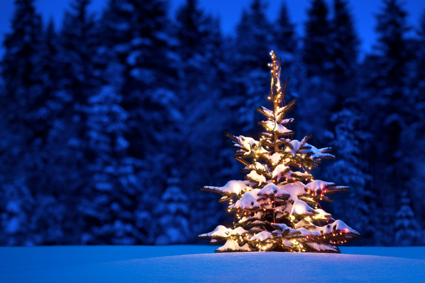 Gifford Pinchot National Forest 2022 Christmas Tree Permits Available - White Pass Scenic Byway
